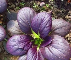 紫白菜你见过吗？教你种植紫白菜