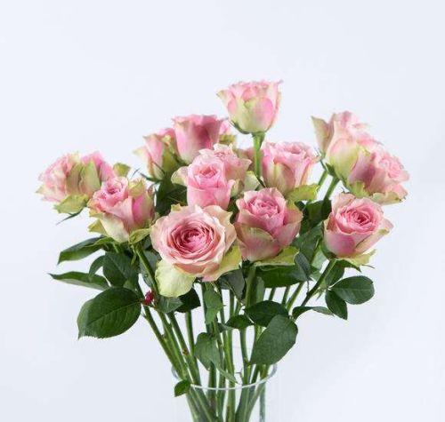 粉色系玫瑰区分，不仅外表美，名字更美