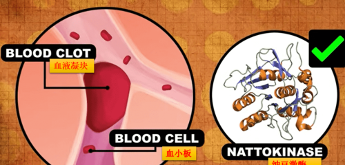 日科学家发现“血栓吸纳机”！仅需8周，74位成年人血管“通气”