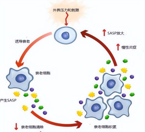 日科学家发现“血栓吸纳机”！仅需8周，74位成年人血管“通气”