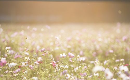 佛教僧人为何每到夏天都要“结夏安居”？4个理由告诉你答案