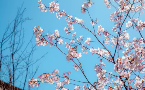 植物也有生命，为何不属杀生范畴？| 初学佛关于杀生你了解多少？