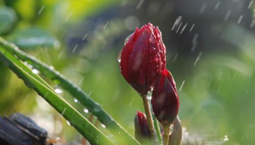 “雨打伏头，晒死牯牛”是啥意思？入伏下雨好不好？老祖宗的经验