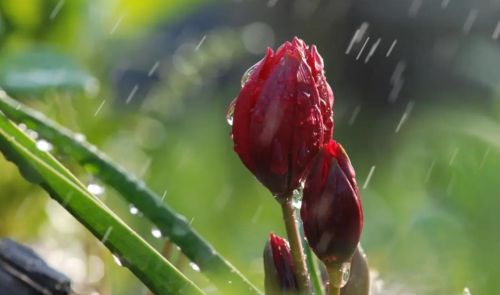 “时中莫有雨，有雨卖儿女”是啥意思？时中指啥时候？民间智慧