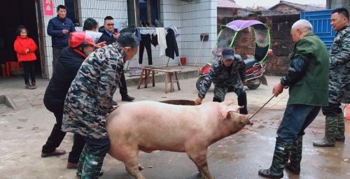 腊月二十六炖猪肉，农村杀年猪的好日子，这4件忌讳之事需要注意