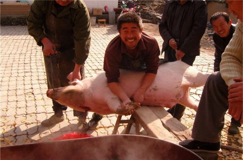 腊月二十六炖猪肉，农村杀年猪的好日子，这4件忌讳之事需要注意