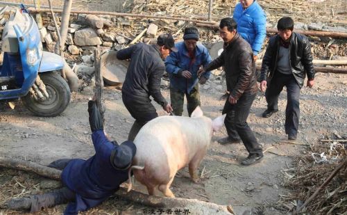 腊月二十六炖猪肉，农村杀年猪的好日子，这4件忌讳之事需要注意