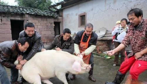 腊月二十六炖猪肉，农村杀年猪的好日子，这4件忌讳之事需要注意