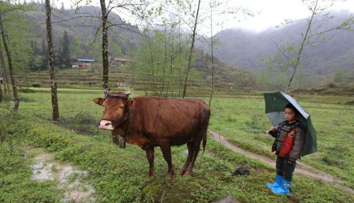 农村常说葬得好能兴旺，分享5种祖坟案山参考，后代努力才更重要