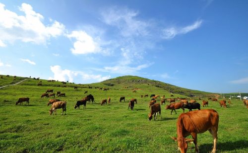 农村俗语：“要想膘情好，多吃露水草”！放牧+晨露才是养牛精髓