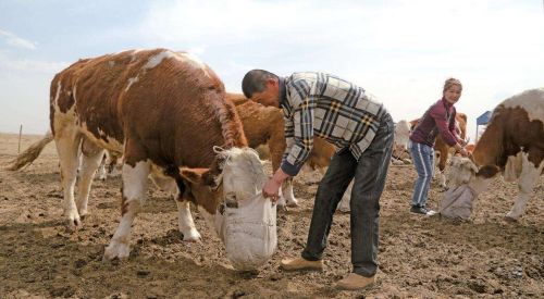 肉牛喝酒也喝油，不喂酒油农户愁！农村的养牛经验，酒和油是精髓