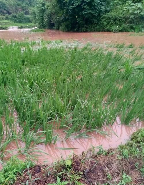 宁可旱死不让涝死？这样进行水稻育秧田水分管理，是否真的靠谱？