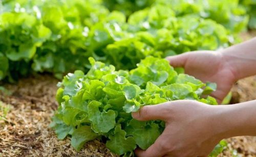 适合秋天种的蔬菜表，附带农家肥使用方法，液体肥草木灰派上用场