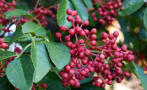 8月花椒上市，11月用花椒籽直接播种好，还是用野花椒嫁接好？