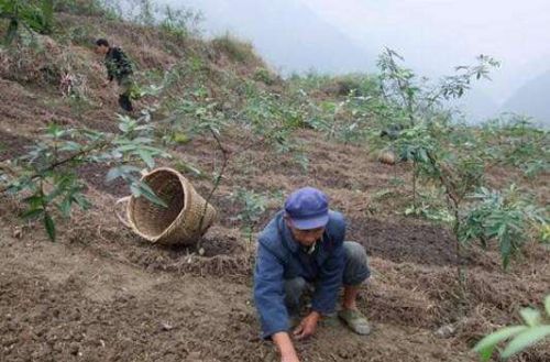 8月花椒上市，11月用花椒籽直接播种好，还是用野花椒嫁接好？