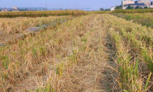 中稻收割完，稻田闲置给人放牛，不如种这3种农作物能吃还能卖钱