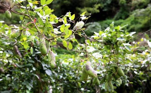 农村的“猫屎瓜”与“八月瓜”是同一种野果子么？像，但应该不是