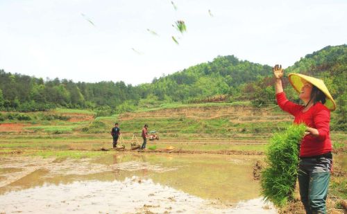 中国农夫弯腰插秧，缅甸农民则站着插秧，一个更快，一个更轻松