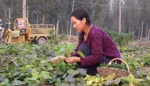 红薯开花，夫妻分家！这句农谚毫无道理，但红薯开花的确影响产量