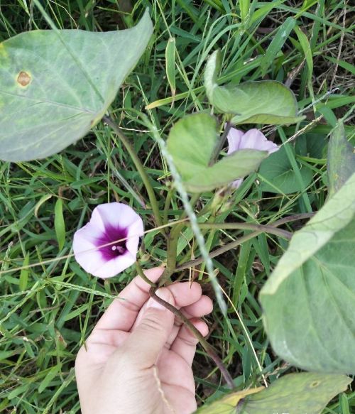 红薯开花，夫妻分家！这句农谚毫无道理，但红薯开花的确影响产量