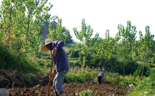 户口还在农村，外嫁女能否分到娘家土地和宅基地？可以，但很难