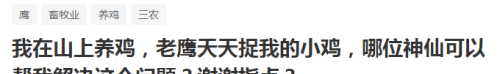 农民把鸡养山上总被鹰吃，如何不杀鹰保护鸡群？4种方法值得借鉴