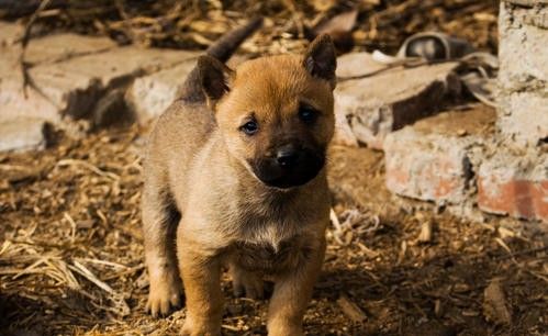 农俗：久病无孝子，家兴出恶犬！话糙理不糙，反应农村现实与人性