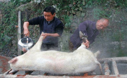 养牛为种田，养猪为过年，养鸡为换油盐针线！农村家禽等级排行榜