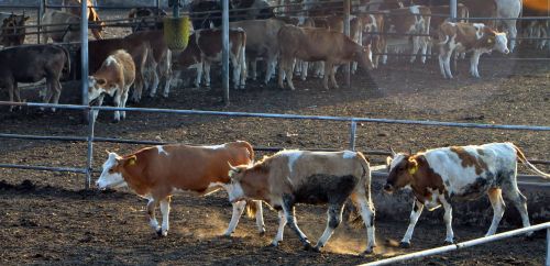 再穷不杀耕地牛！农村养肉牛卖却是常事，为何牛失去了耕种价值