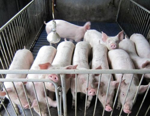 41元/公斤的猪价，农村养殖户依然表示今年亏大了，这又是为何？