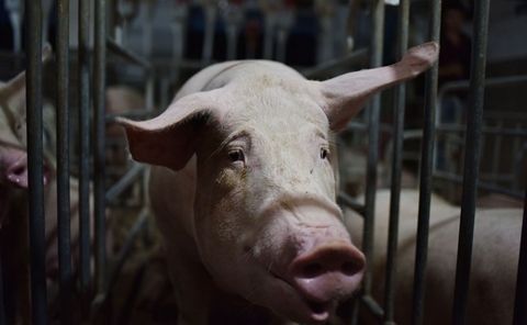 41元/公斤的猪价，农村养殖户依然表示今年亏大了，这又是为何？