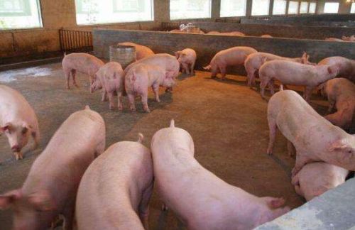 农村常说：猪大三百斤，鱼大无秤称！现在养殖户：五百斤猪都见过