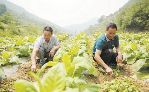 农村以前的主要经济来源，为何现在农民却不愿再种烤烟？原因有四