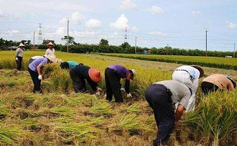 国庆小长假，出去浪不如回老家收庄稼，儿时这5种农活你做过哪些