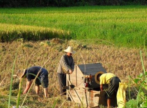 国庆小长假，出去浪不如回老家收庄稼，儿时这5种农活你做过哪些