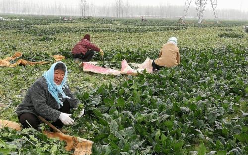 农村以前恶婆婆当道，现在儿媳妇却比什么都娇贵，连农活都不干了