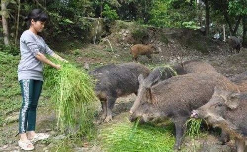 驴肉香马肉臭，打死不吃骡肉！农村这句俗语，涵盖很多常识和道理