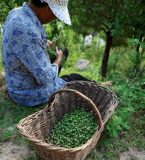 前不栽桑后不种柳，院中不栽鬼拍手！农俗里的鬼拍手是哪种植物？