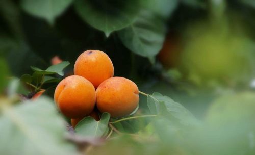 老农种植经验：桃三杏四梨五年，枣树当年就卖钱！现在还实用么？