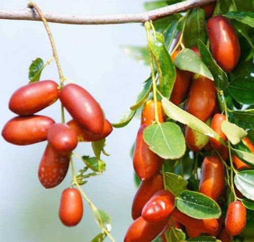 老农种植经验：桃三杏四梨五年，枣树当年就卖钱！现在还实用么？