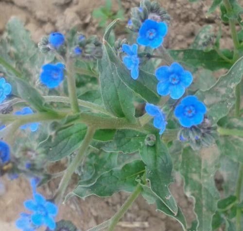 农村常见的开蓝花植物，果实会粘人，能做药却被药贩子拿来骗人