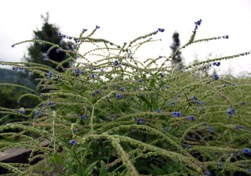 农村常见的开蓝花植物，果实会粘人，能做药却被药贩子拿来骗人