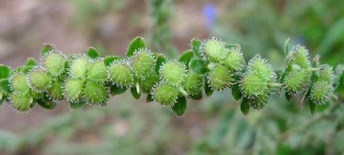 农村常见的开蓝花植物，果实会粘人，能做药却被药贩子拿来骗人