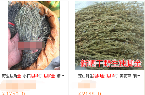 它是危害庄稼的害草，却因药用价值高被过度采挖，如今价值千元