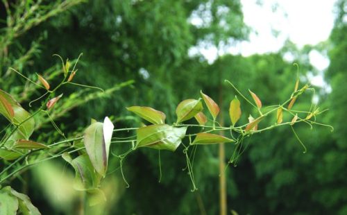 藤上有勾刺，开黄花结红果，农村常见的植物，其实煎汤泡酒有妙用