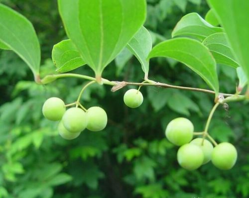 藤上有勾刺，开黄花结红果，农村常见的植物，其实煎汤泡酒有妙用