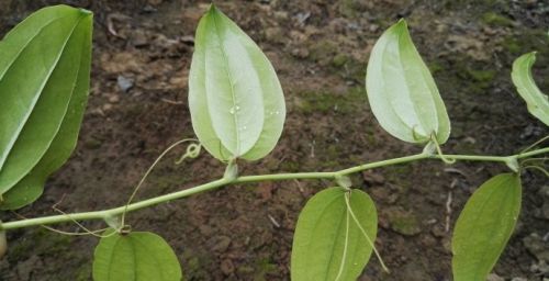 藤上有勾刺，开黄花结红果，农村常见的植物，其实煎汤泡酒有妙用