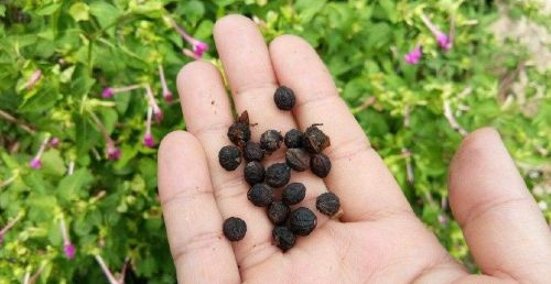 花朵有茉莉花的清香，还能做药，农村这种植物咋就被叫地雷花