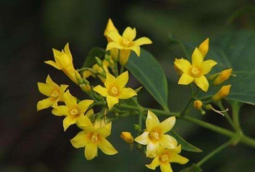 农村这种开花像薰衣草，结蓝色果子的小草，居然被称作不死药