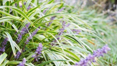 农村这种开花像薰衣草，结蓝色果子的小草，居然被称作不死药